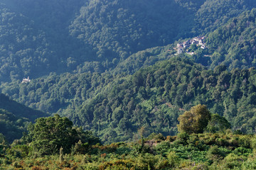 Chestnut forest in Costa verde mountain. Santa-Reparata-di-Moriani