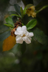 Naklejka premium Jasmine flower picture taken from garden at evening in Bangladesh