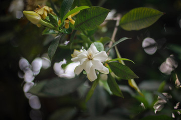 Obraz na płótnie Canvas Jasmine flower picture taken from garden at evening in Bangladesh