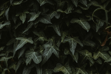 Texture of emerald ivy leaves