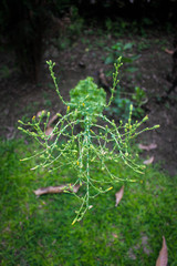 Juniper tree picture taken from garden at evening in Bangladesh