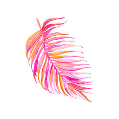 tropical leaves. Jungle, botanical watercolor illustrations, floral elements, palm leaves.