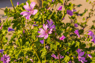 Close up of bloomming flowers
