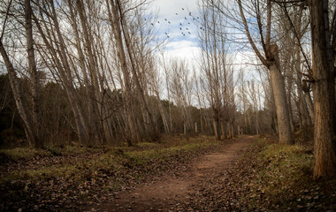 Fototapeta na wymiar Poplars in autumn