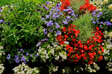 bush of red white and purple flowers in the park
