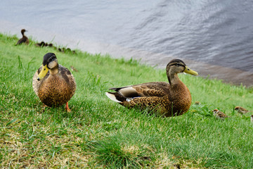 two ducks with ducklings on the river bank