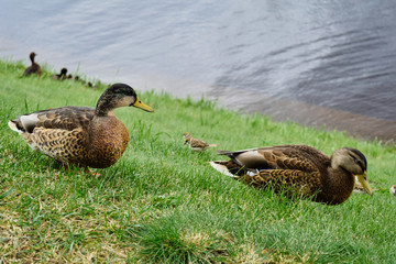 two ducks with ducklings on the river bank