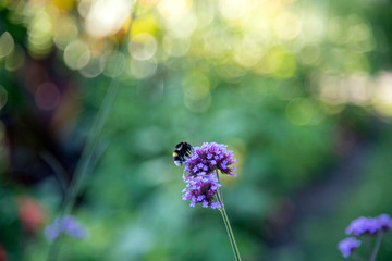 Botanic Garden polinators