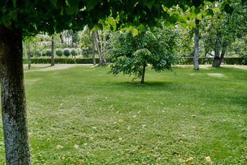 green lawn with grass and trees in the park