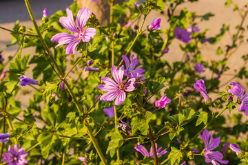 Fototapeta premium Close up of bloomming flowers