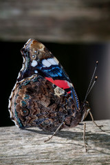 Macrophotographie, Insecte posé sur une feuille