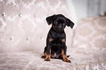 humor. funny faces of chihuahua dogs