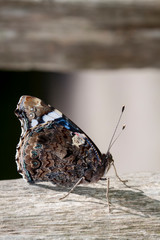 Macrophotographie, Insecte posé sur une feuille