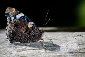 Macrophotographie, Insecte posé sur une feuille