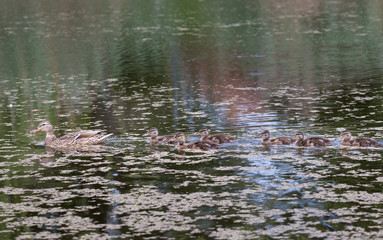 Mama Duck Swimming with her Babies. Anas platyrhynchos.