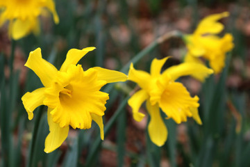 A close up of yellow daffodils growing  in a garden