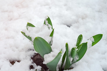 Snow-covered flower leaves during spring cold and snowfall