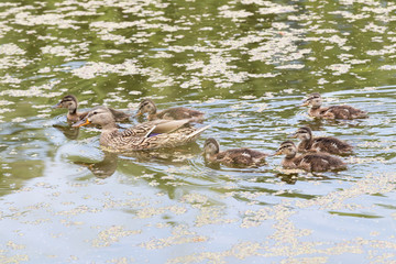 Mama Duck Swimming with her Babies. Anas platyrhynchos.
