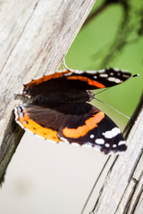 Macrophotographie, Insecte pos&eacute; sur une feuille