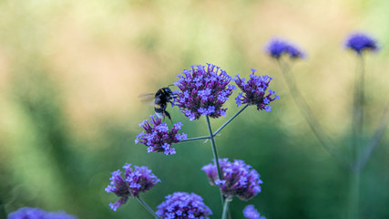 Botanic Garden polinators