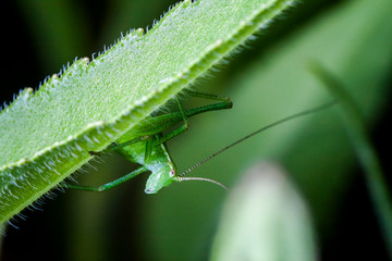 Macrophotographie, Insecte posé sur une feuille