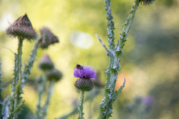 Botanic Garden polinators