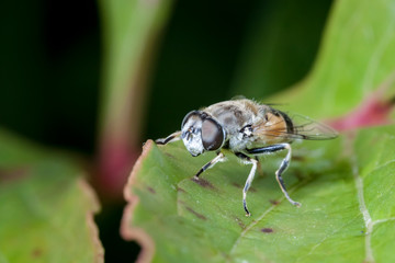 Macrophotographie, Insecte posé sur une feuille
