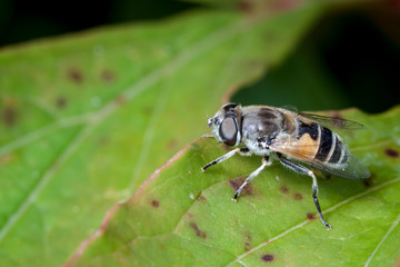 Fototapeta premium Macrophotographie, Insecte posé sur une feuille