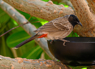 Red Vented Bulbul