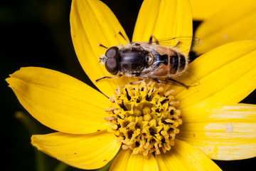 Macrophotographie, Insecte posé sur une feuille