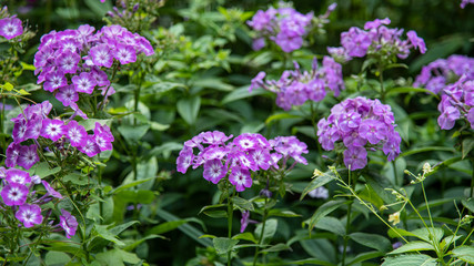 purple flowers