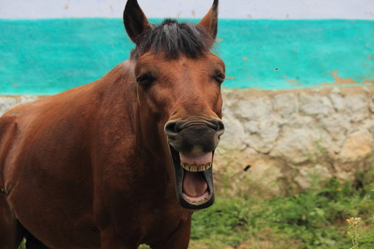 a funny picture of a horse looking like laughing