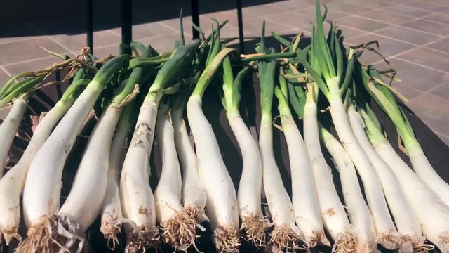 Some cal&ccedil;ots onions on a table prepared to put on the barbecue. Close up shot of scallions on a table.