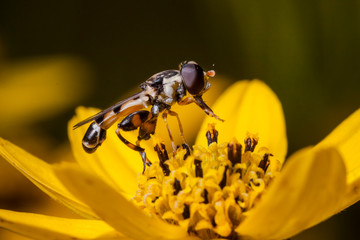 Macrophotographie, Insecte posé sur une feuille