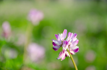 Fototapeta premium 蓮華草