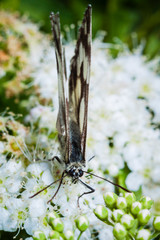 Macrophotographie, Insecte posé sur une feuille