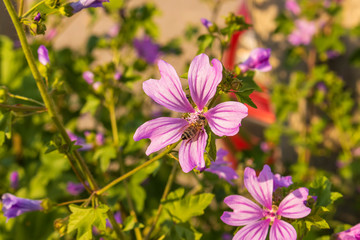 Fototapeta premium Close up of bloomming flowers