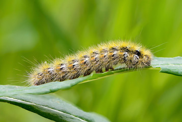 Shaggy caterpillar sits on leaf and eats it