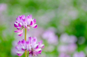 Obraz premium 蓮華草