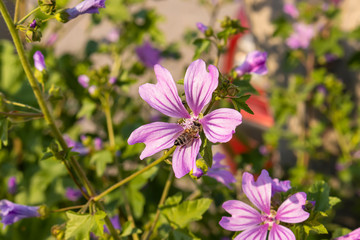Fototapeta na wymiar Close up of bloomming flowers