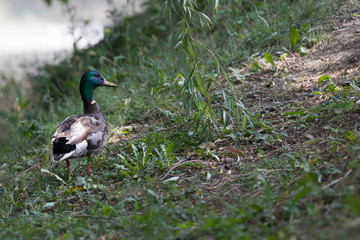Wild Mallard duck walking through the meadow.