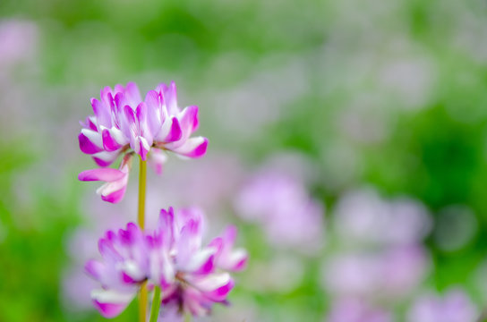 668 Best 蓮華草 Images Stock Photos Vectors Adobe Stock