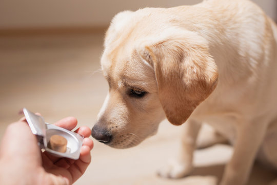 Dog breed Labrador gets pills, vitamins, delicacy from hand of owner. Concept pets and healthcare.
