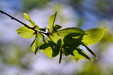 green leaves in spring