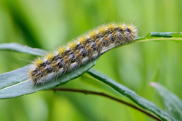 Shaggy caterpillar sits on leaf and eats it