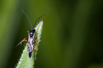 Macrophotographie, Insecte posé sur une feuille