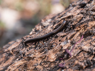Centipede on an old stump in the forest