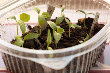 young growth of eggplant sprouts in pot. Selective focus.