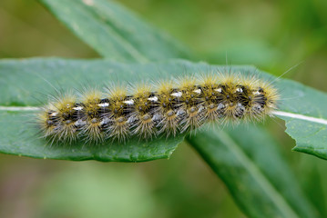 Shaggy caterpillar sits on leaf and eats it