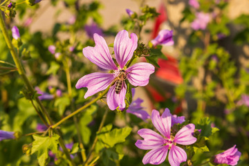 Obraz premium Close up of bloomming flowers